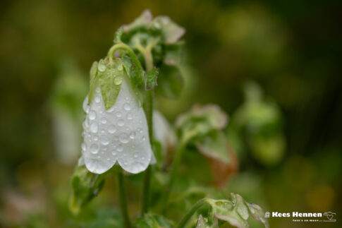 Campanula alliariifolia (Campanula) , juni 2026, Utrecht. © Kees Hennen; www.hennen.nu | kees@hennen.nu