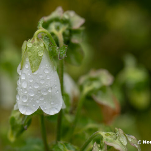 Campanula alliariifolia (Campanula) , juni 2026, Utrecht. © Kees Hennen; www.hennen.nu | kees@hennen.nu