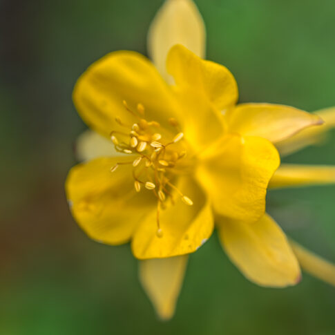 gele akelei de 'Yellow Queen' (Aquilegia chrysantha), juni 2026, Utrecht. © Kees Hennen; www.hennen.nu | kees@hennen.nu