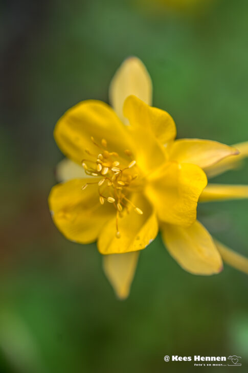gele akelei de 'Yellow Queen' (Aquilegia chrysantha), juni 2026, Utrecht. © Kees Hennen; www.hennen.nu | kees@hennen.nu