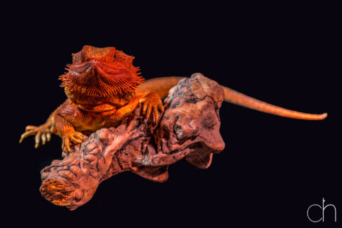 Red Monster baardagaam (Pogona vitticeps), 27 juni 2026, Tilburg. © Kees Hennen; www.hennen.nu | kees@hennen.nu