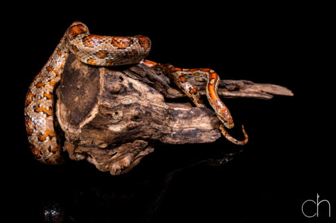 Korenslang, (Pantherophis guttatus), 27 juni 2026, Tilburg. © Kees Hennen; www.hennen.nu | kees@hennen.nu