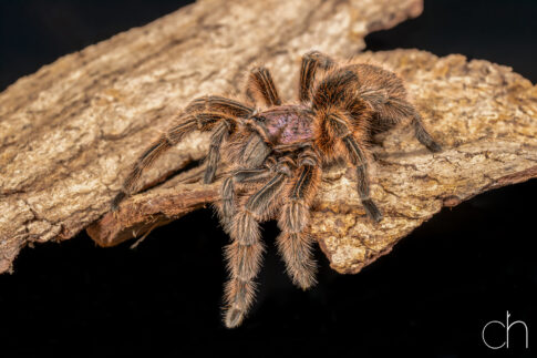 Chileense vogelspin (Grammostola rosea), 6 juli 2026, Tilburg. © Kees Hennen; www.hennen.nu | kees@hennen.nu