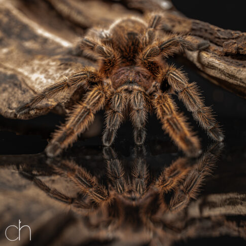 Chileense vogelspin (Grammostola rosea), 27 juni 2026, Tilburg. © Kees Hennen; www.hennen.nu | kees@hennen.nu