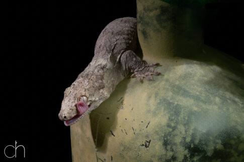 Nieuw-Caledonische reuzengekko (Rhacodactylus leachianus), 27 juni 2026, Tilburg. © Kees Hennen; www.hennen.nu | kees@hennen.nu