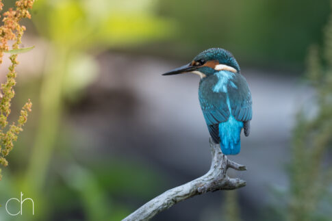 IJsvogel (Alcedo atthis), 2 juli 2026, Helmond. © Kees Hennen; www.hennen.nu | kees@hennen.nu