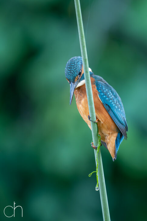 IJsvogel (Alcedo atthis), 2 juli 2026, Helmond. © Kees Hennen; www.hennen.nu | kees@hennen.nu