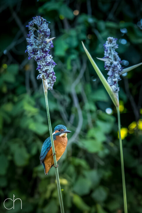 IJsvogel (Alcedo atthis), 2 juli 2026, Helmond. © Kees Hennen; www.hennen.nu | kees@hennen.nu