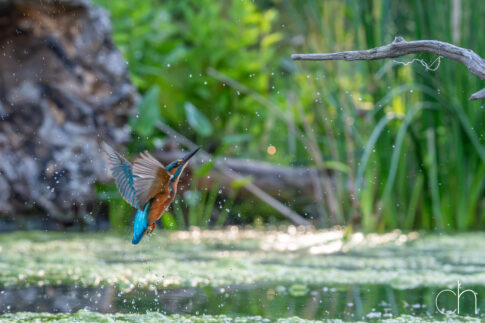 IJsvogel (Alcedo atthis), 2 juli 2026, Helmond. © Kees Hennen; www.hennen.nu | kees@hennen.nu