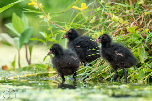 3 Waterhoentjes (Gallinula chloropus), 2 juli 2026, Helmond. © Kees Hennen; www.hennen.nu | kees@hennen.nu
