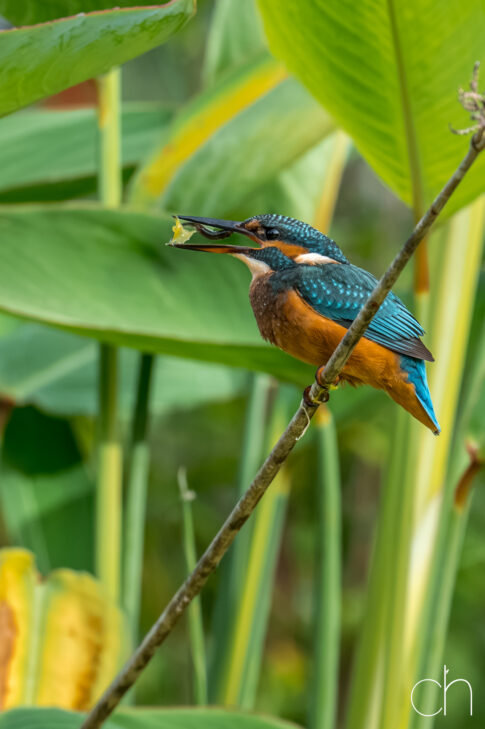 IJsvogel (Alcedo atthis), 2 juli 2026, Helmond. © Kees Hennen; www.hennen.nu | kees@hennen.nu