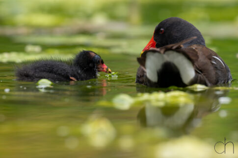 Waterhoen (Gallinula chloropus), 2 juli 2026, Helmond. © Kees Hennen; www.hennen.nu | kees@hennen.nu