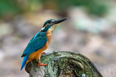 IJsvogel ~man (Alcedo atthis), augustus 2026 , de Mast Poppel (B). © Kees Hennen; www.hennen.nu | kees@hennen.nu