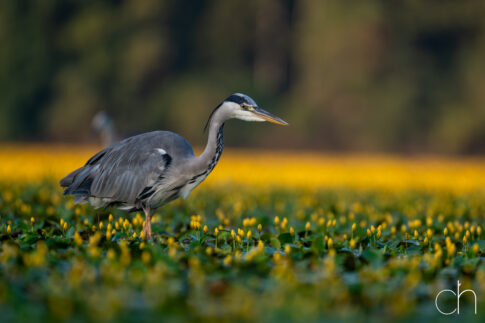 Jagende blauwe reiger (Ardea cinerea), augustus 2026 Slovenië. © Kees Hennen; www.hennen.nu | kees@hennen.nu