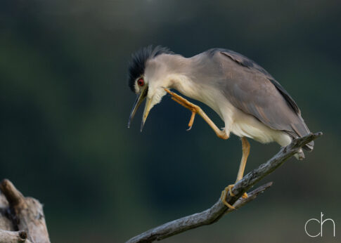 Kwak (Nycticorax nycticorax), ff krabben, augustus 2026 Slovenië. © Kees Hennen; www.hennen.nu | kees@hennen.nu