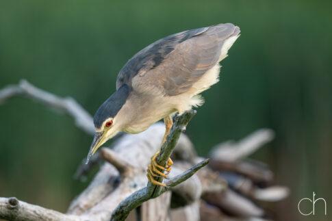 Kwak (Nycticorax nycticorax) pure concentratie, augustus 2026 Slovenië. © Kees Hennen; www.hennen.nu | kees@hennen.nu