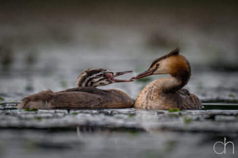 Fuut met jong (Podiceps cristatus) biedt veer aan, augustus 2026 Slovenië. © Kees Hennen; www.hennen.nu | kees@hennen.nu
