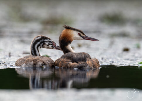 Fuut met jong (Podiceps cristatus), augustus 2026 Slovenië. © Kees Hennen; www.hennen.nu | kees@hennen.nu