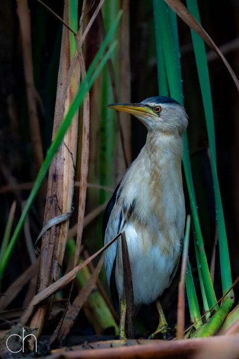 Jagende kwak (Nycticorax nycticorax), augustus 2026 Slovenië. © Kees Hennen; www.hennen.nu | kees@hennen.nu
