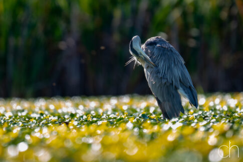 Blauwe reiger (Ardea cinerea) tijdens het poetsen, augustus 2026 Slovenië. © Kees Hennen; www.hennen.nu | kees@hennen.nu