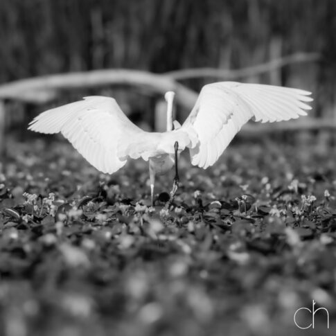 Kleine zilverreiger (Egretta garzetta) in zwart-wit, augustus 2026 Slovenië. © Kees Hennen; www.hennen.nu | kees@hennen.nu