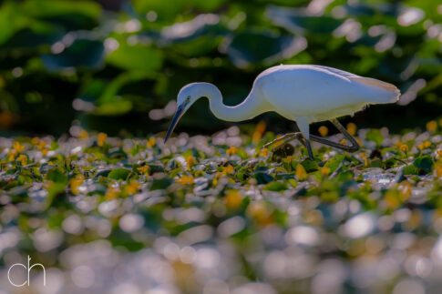 Kleine zilverreiger (Egretta garzetta), augustus 2026 Slovenië. © Kees Hennen; www.hennen.nu | kees@hennen.nu