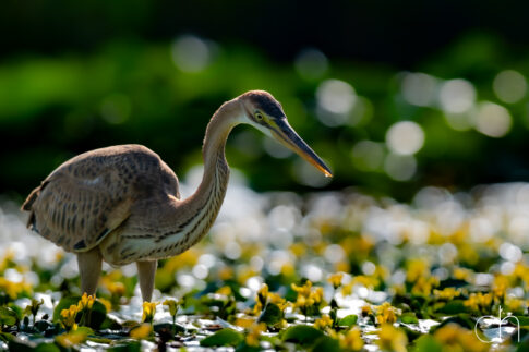 Purperreiger ~ jong (Ardea purpurea), augustus 2026 Slovenië. © Kees Hennen; www.hennen.nu | kees@hennen.nu