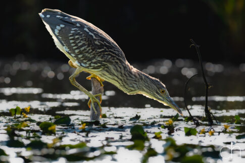 Jagende kwak ~ jong (Nycticorax nycticorax), augustus 2026 Slovenië. © Kees Hennen; www.hennen.nu | kees@hennen.nu