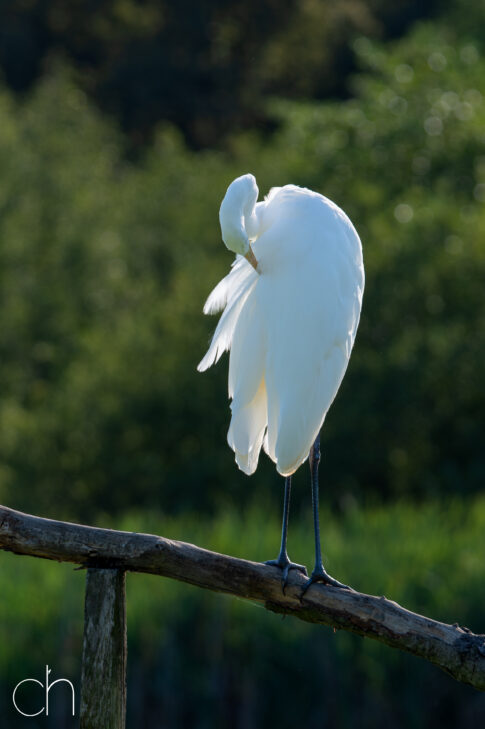 Poetsende grote zilverreiger (Ardea alba), augustus 2026 Slovenië. © Kees Hennen; www.hennen.nu | kees@hennen.nu