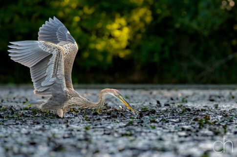 Jagende purperreiger ~ jong (Ardea purpurea), augustus 2026 Slovenië. © Kees Hennen; www.hennen.nu | kees@hennen.nu