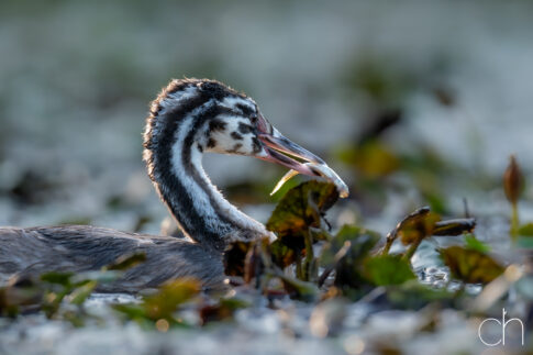 Fuut~ jong (Podiceps cristatus) met prooi, augustus 2026 Slovenië. © Kees Hennen; www.hennen.nu | kees@hennen.nu