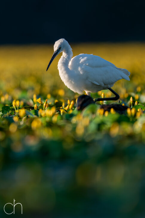 Kleine zilverreiger (Egretta garzetta), augustus 2026 Slovenië. © Kees Hennen; www.hennen.nu | kees@hennen.nu