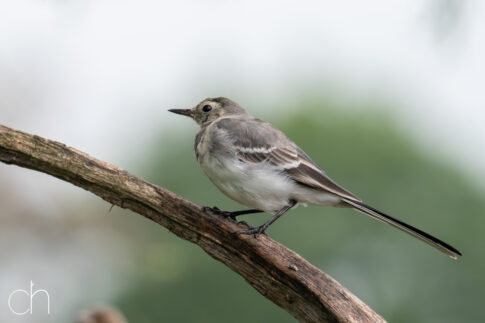 Witte kwikstaart - juveniel (Motacilla alba), 19 augustus 2026, Kallmthout (B). © Kees Hennen; www.hennen.nu | kees@hennen.nu