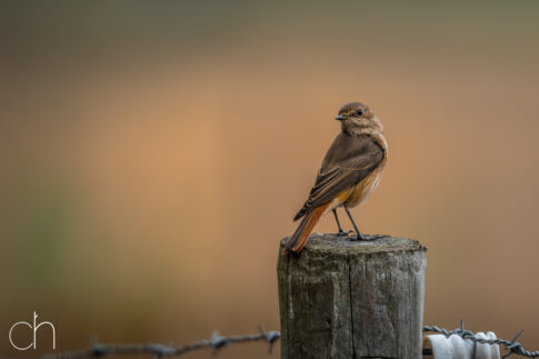 Gekraagde roodstaart ~ vrouwtje (Phoenicurus phoenicurus), 19 augustus 2026, Kallmthout (B). © Kees Hennen; www.hennen.nu | kees@hennen.nu