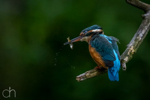 IJsvogel ~ juveniel vrouw (Alcedo atthis), augustus 2026 , Retie (B). © Kees Hennen; www.hennen.nu | kees@hennen.nu