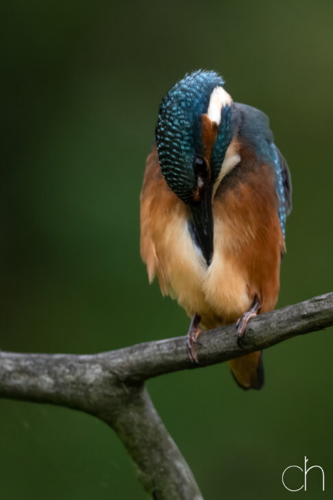 IJsvogel ~ juveniel man (Alcedo atthis), augustus 2026 , Retie (B). © Kees Hennen; www.hennen.nu | kees@hennen.nu