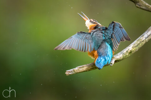 IJsvogel ~ juveniel vrouw (Alcedo atthis), augustus 2026 , Retie (B). © Kees Hennen; www.hennen.nu | kees@hennen.nu