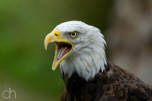 Amerikaanse zeearend ~ witkopzeearend (Haliaeetus leucocephalus), september 2026 , Lunteren. © Kees Hennen; www.hennen.nu | kees@hennen.nu