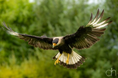 Kuifcaracara (Caracara plancus), september 2026 , Lunteren. © Kees Hennen; www.hennen.nu | kees@hennen.nu