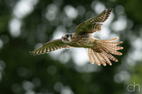 Amerikaanse torenvalk (Falco sparverius) in de vlucht, september 2026 , Lunteren. © Kees Hennen; www.hennen.nu | kees@hennen.nu