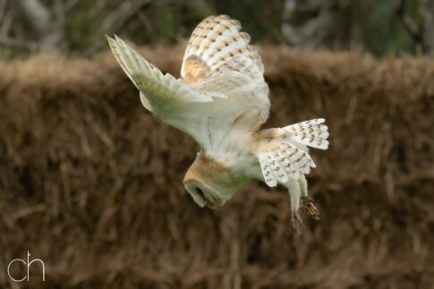 Kerkuil (Tyto alba), september 2026 , Lunteren. © Kees Hennen; www.hennen.nu | kees@hennen.nu
