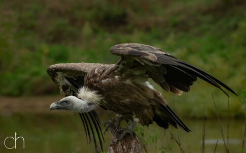 Vale gier (Gyps fulvus) ready for take-off, september 2026 , Lunteren. © Kees Hennen; www.hennen.nu | kees@hennen.nu