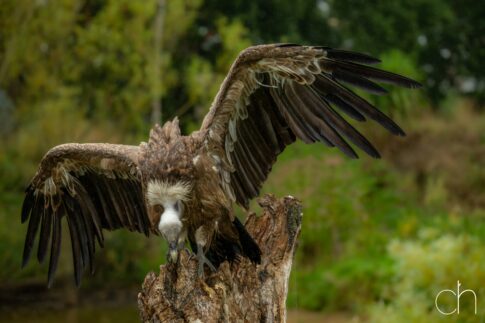 Vale gier (Gyps fulvus), september 2026 , Lunteren. © Kees Hennen; www.hennen.nu | kees@hennen.nu