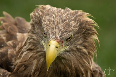 Europese zeearend ~ witstaartzeearend (Haliaeetus albicilla), september 2026 , Lunteren. © Kees Hennen; www.hennen.nu | kees@hennen.nu