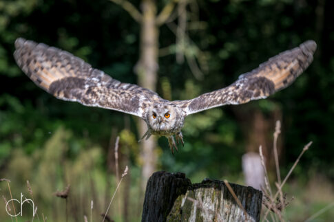 Ransuil (Asio otus) in vlucht, september 2026, Diessen (NL). © Kees Hennen; www.hennen.nu | kees@hennen.nu