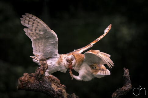 Kerkuil (Tyto alba) voedseloverdracht 1, september 2026, Diessen (NL). © Kees Hennen; www.hennen.nu | kees@hennen.nu