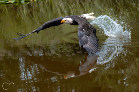 Amerikaanse zeearend (Haliaeetus leucocephalus), september 2026, Diessen (NL). © Kees Hennen; www.hennen.nu | kees@hennen.nu