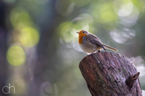 Roodborstje (Erithacus rubecula) met tegenlicht, september 2026, Hoogeloon (NL). © Kees Hennen; www.hennen.nu | kees@hennen.nu
