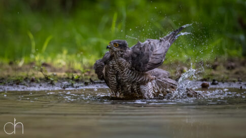 Sperwer (Accipiter nisus), badderend, september 2026, Hoogeloon (NL). © Kees Hennen; www.hennen.nu | kees@hennen.nu