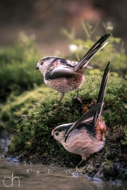 Koppel staartmezen (Aegithalos caudatus), september 2026, Hoogeloon (NL). © Kees Hennen; www.hennen.nu | kees@hennen.nu